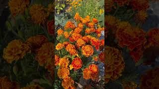 MARIGOLDS IN FULL GLORY garden marigold gardening countrylife rurallife [upl. by Blakely]