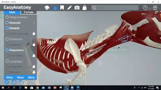 Hypaxial and Epaxial muscles Dog Anatomy  PART 1 [upl. by Katlaps]