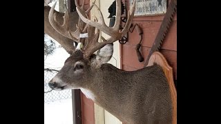 LARGE GAME TAXIDERMY  DEER  Video 9 of 16  ANTLER PREP MOUNTING [upl. by Nref]