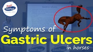 Symptoms of Gastric Ulcers in horses [upl. by Ardnyk329]