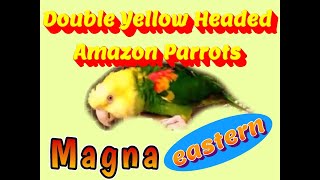 Double Yellow Head Amazon ParrotsMagna amazonparrot petbirds ncbirdbreeder [upl. by Amlez]