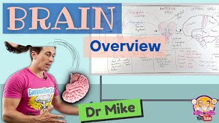 Overview of the Brain [upl. by Aicul]