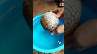 Education for Kids How Captive Breed Puffer Fish Protect Themselves 自家繁殖的河豚怎么保护自己） [upl. by Elspet901]