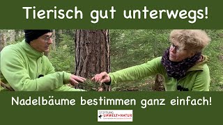 Tierisch gut unterwegs Nadelbäume bestimmen ganz einfach [upl. by Rebecca653]