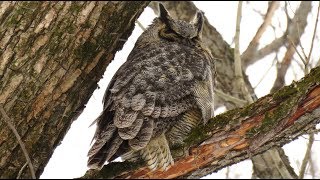 🦉Grandduc dAmérique  🦉GreatHorned Owl [upl. by Shari145]