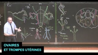 Anatomie des ovaires et trompes utérines droits et gauches Pelvis 14 [upl. by Helli]