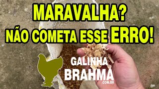 Maravalha para os pintinhos Cuidado  Galinha Brahma e GSB [upl. by Einahpats964]