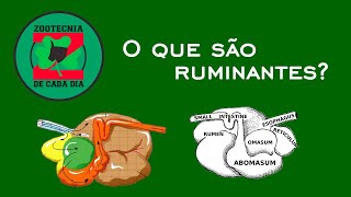 O que são ruminantes [upl. by Riha]