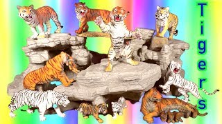 Wild Animals  Zoo Animals  Learn about Tigers 🐯 Kids Toys  Educational [upl. by Niledam691]