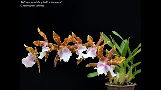 Miltonia e Cattleya labiata Dicas de Cultivo de Orquídeas [upl. by Eniarrol]