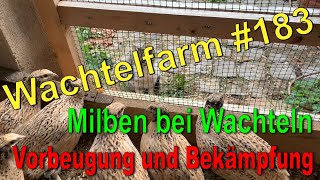 Bei Wachteln Milben bekämpfen und verhindern  Wachtelfarm 183 [upl. by Talbert]