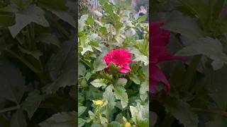 Dahlia Flower Update dahliaplant dahliacollections youtubeshorts shortsviral [upl. by Bowman]