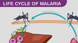 plasmodium vivax life cycle in man [upl. by Monney]