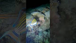 Striped Surgeonfish fishing ytstudioes yt fish ytstudieo ytviral ytstuduo gopro [upl. by Annwahsal]