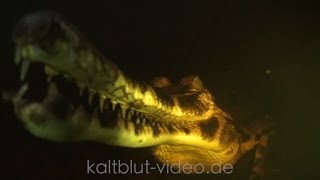 SundaGavial False Gharial Tomistoma Crocodile Buaya [upl. by Egdirdle]