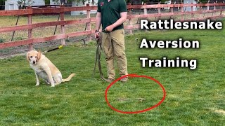 SNAKE How you can keep your dogs safe  Rattlesnake Aversion Training [upl. by Mahla]