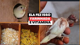 INFELIZMENTE ISSO ACONTECEU  NOVA FARINHADA E VITAMINA PARA OS DIAMANTE DE GOULD [upl. by Amre7]