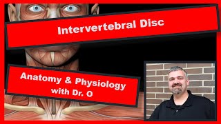 Intervertebral Discs Anatomy and Physiology [upl. by Samul]