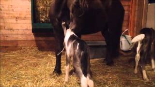 Twin Foals day 1 3 [upl. by Asit]