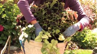 How to Repot a Coleus  More Gardening Advice [upl. by Vorster]