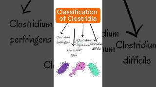 Classification of clostridia clostridium bacteriology [upl. by Toogood]