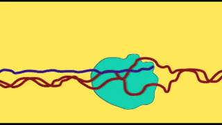 GENETICS 2 RNA COMPLEXITY amp RIBOSWITCHES [upl. by Varion]