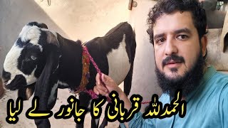 Alhamdulilah Qurbani Ka Bakra Ly Lia  Lubna Umar Lifestyle [upl. by Perce]