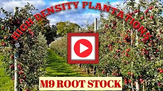 M9 ROOTSTOCK [upl. by Aramak]