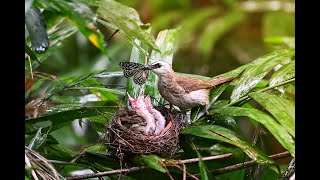 Yellowvented bulbul [upl. by Bronny]