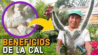 EL mejor CICATRIZANTE Y ENRAIZANTE para tus plantas LA CAL  ENRAIZANTE casero para CACTUS y FLORES [upl. by Fairleigh400]