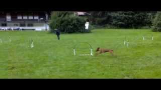 NADAC HoopersAgility Basisübungen [upl. by Dalt825]