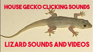 Lizard sounds lizard sound at night  Gecko Sounds chirping  Lizard sound effect [upl. by Leahcimdivad823]