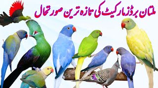 Multan Sunday Birds Market Rasheedabad 03 November 2024  pakistan bird market video par 1 [upl. by Wallace]