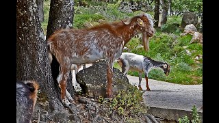 ¿Cómo cortar jamón Curso de corte en tres minutos  Escuela del Jamón Navidul [upl. by Magnum]