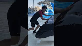 Giant dolphin fish was found inside the swimming pool  shortvideos [upl. by Ettenahs441]