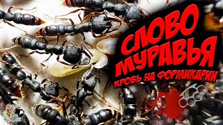 СЛОВО МУРАВЬЯ кровь на формикарии ● Stigmatomma reclinatum ● Обзор [upl. by Noizneb]