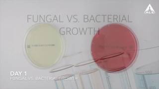 Fungal vs Bacterial Growth [upl. by Corene]