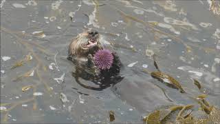 Sea Otter Eats a Sea Urchin [upl. by Licna]