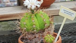 GYMNOCALYCIUM OURCELIANUM CHIN CACTUS [upl. by Stevy]