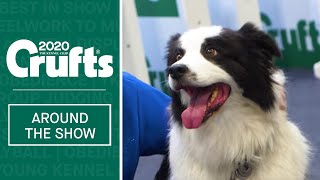 Highlights from Day 1 at Crufts 2020 [upl. by Ahsirtap]