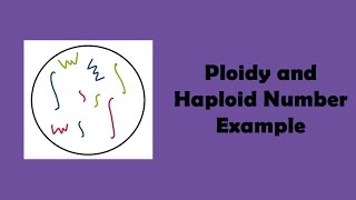 Ploidy and Haploid Number Example [upl. by Eicnahc789]