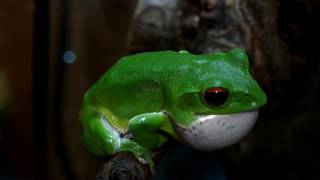 モリアオガエル鳴く。 Forest Green Tree Frog Rhacophorus arboreus [upl. by Furey75]