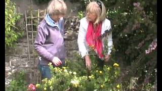 Potentilla var Shrubby Cinquefoil or Buttercup Shrub [upl. by Turtle]