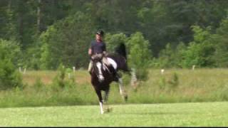 Horse Bucking Big 173 hands 1600 pounds Percheron  TB [upl. by Baler]