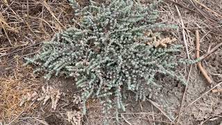 Atriplex coulteri Coulters saltbush and Atriplex parishii Parishs brittlescale [upl. by Marvel]