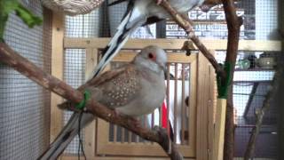 Verliebter Wellensittich teil 2  Budgie lover part 2 [upl. by Ahsini]