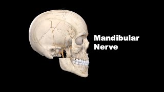 Mandibular Nerve  Live recording of the online class Anatomy mbbs education bds [upl. by Aracat]