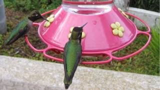 2 Hours long Hummingbirds at Feeder in HD [upl. by Eecyal970]