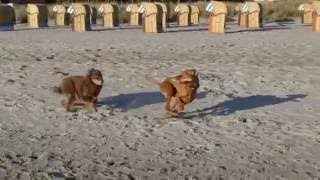 Ostsee Timmendorfer Strand mit Hund [upl. by Champaigne]