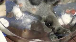 Mold Test Kit Demonstration [upl. by Roslyn887]